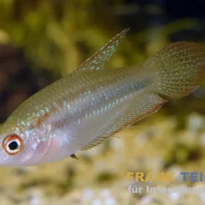 Geprüft Schallers Knurrender Gurami, Trichopsis schalleri (Minifisch) 2,5-4 cm